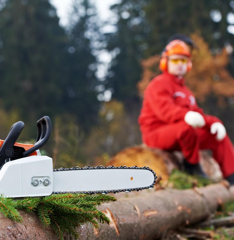 abatage d'arbres